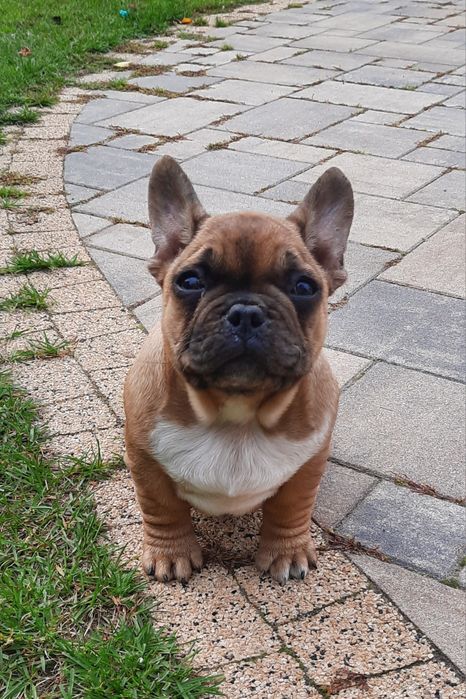 Szczeniaczek buldog francuski