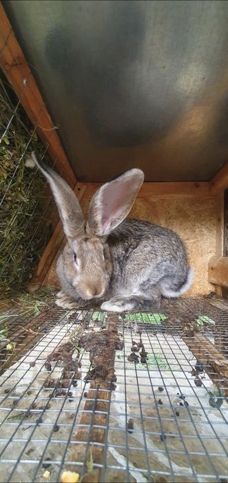 Кролі та кролички різних порід!!!