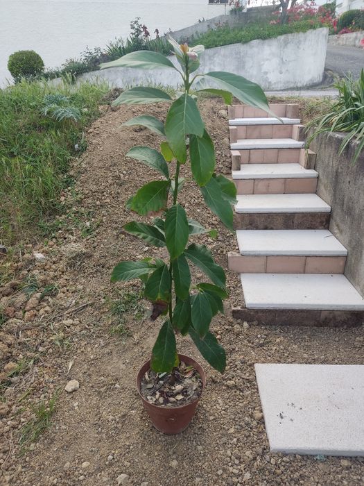 Abacateiros 70-100cm de altura
