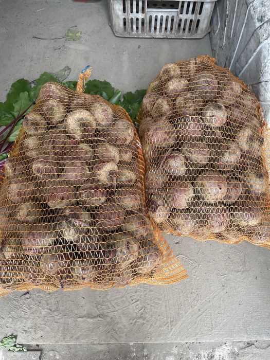 Buraczki czerwone Młode+Podłuzne