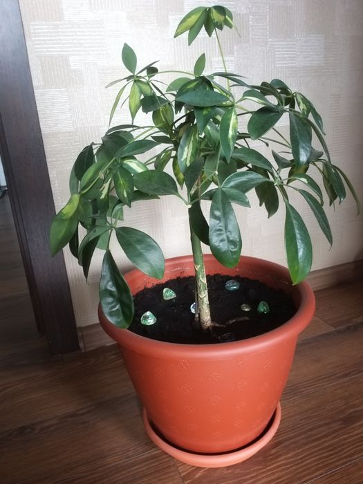 Шефлера Герда(Schefflera)