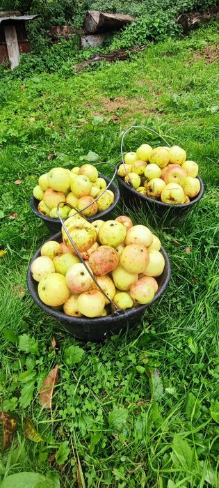 Сік.  Різні комбінації і поєднання..