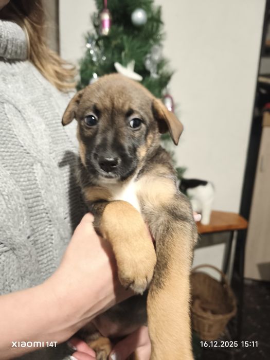 Цуценя з крупних пород безкоштовно