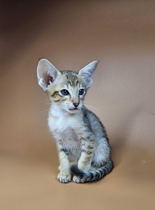 Ориентальный котенок ориентальный мальчик Romulus