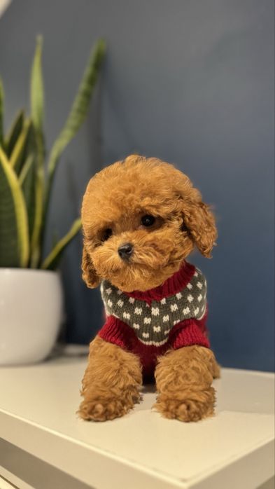 Pudel Red Toy Sunia z rodowodem FCI