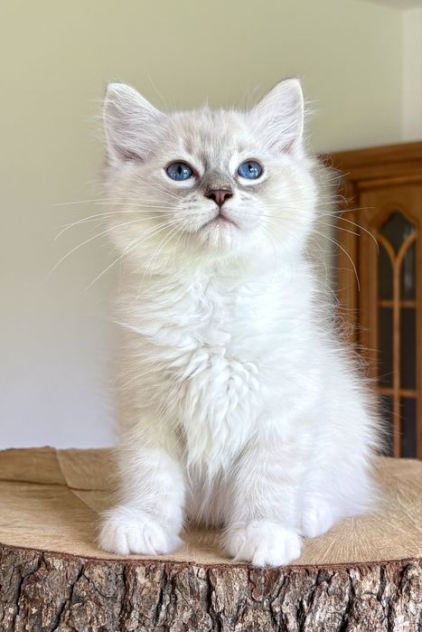 Ragdoll FPL kocurek blue mitted tabby