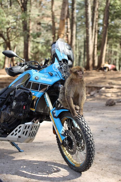Tenere 700 Rally 2020