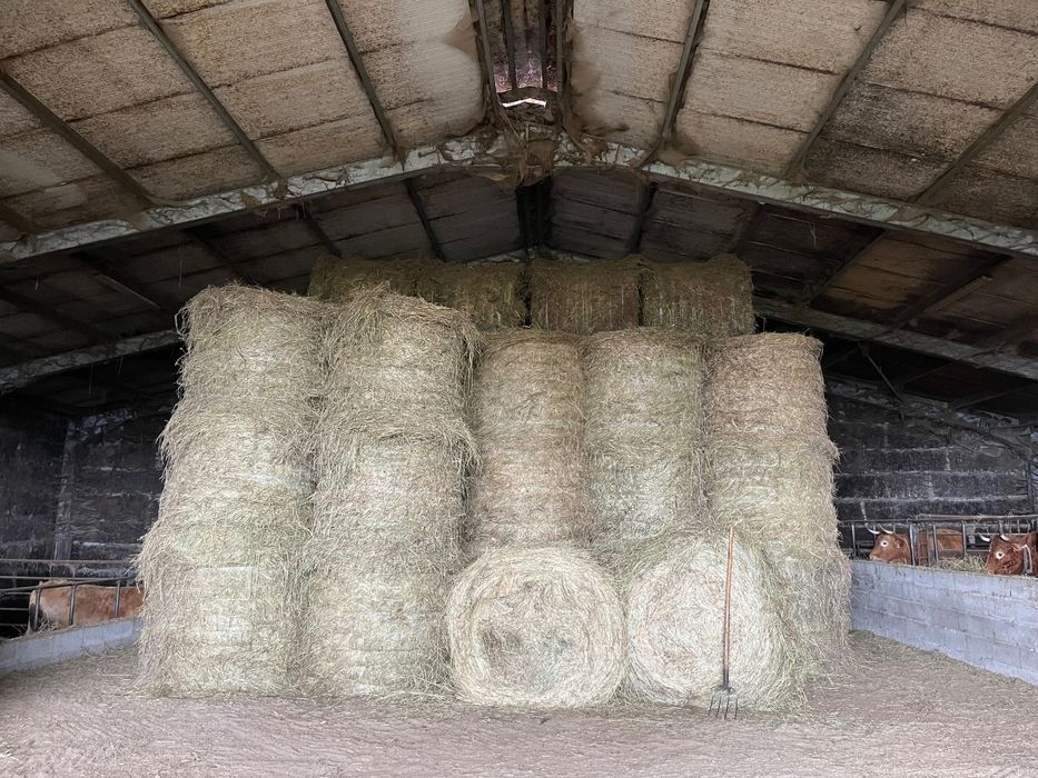 Feno  de boa qualidade