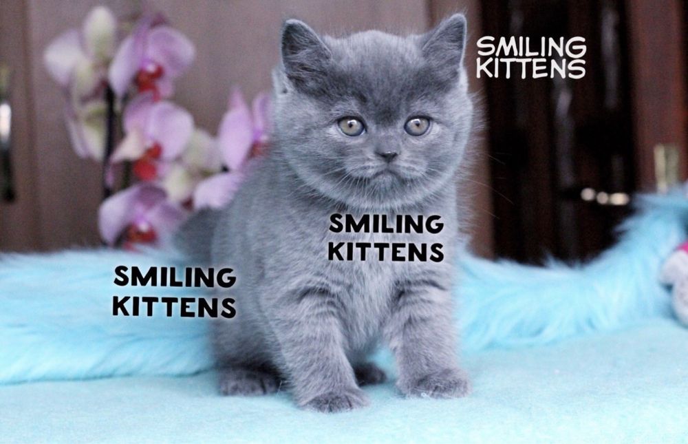 Поєднання розуму та вроди