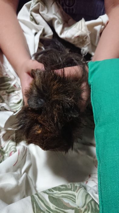 Świnki morskie canvie peruwianki