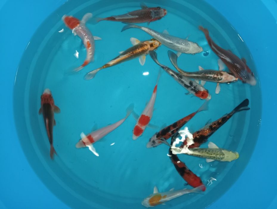 Carpas koi ( 15cm+/-)