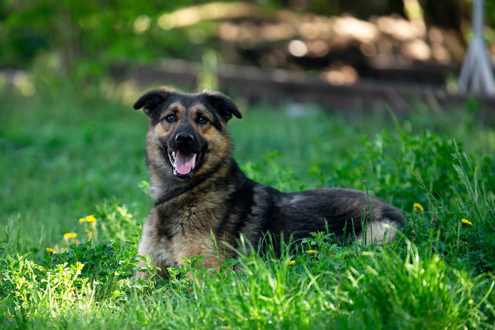Віддам в добрі руки молодого собаку Сема.