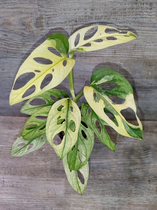 Монстера Адансонії варіагатна, Monstera Adansonii variegata