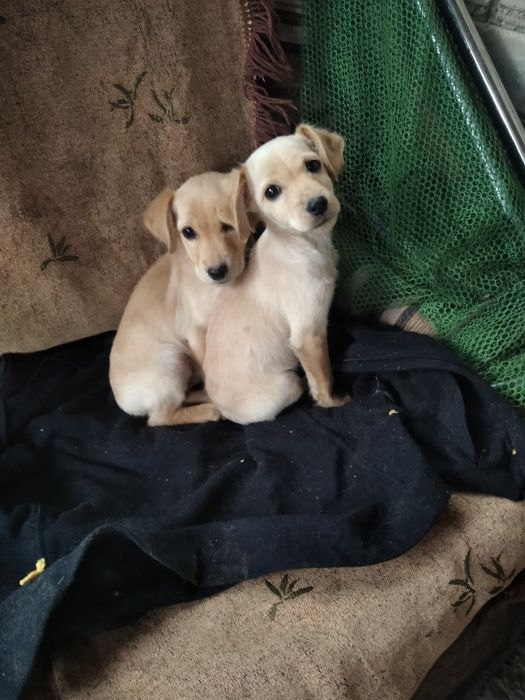 Корерспаніель дівчатка