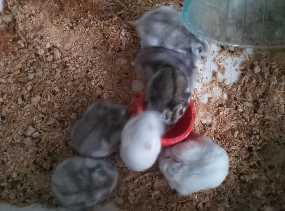 Хомячки Кременчуг