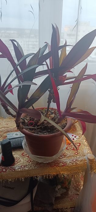 Традесканция   Рєо.5 ростков.