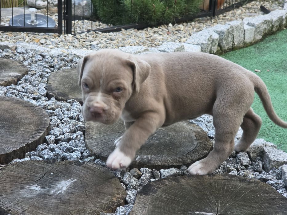 Suczka american bully  xl  z metryką