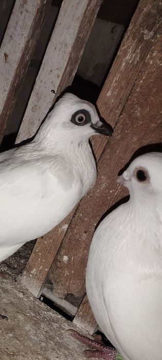 Lot, cepelki, murzyny kosmate, wiedeńskie, saksońskie, bociany, ptaki