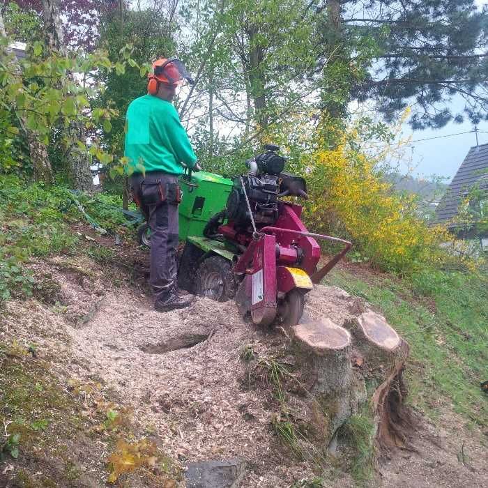 Wycinka drzew - pielęgnacja drzew