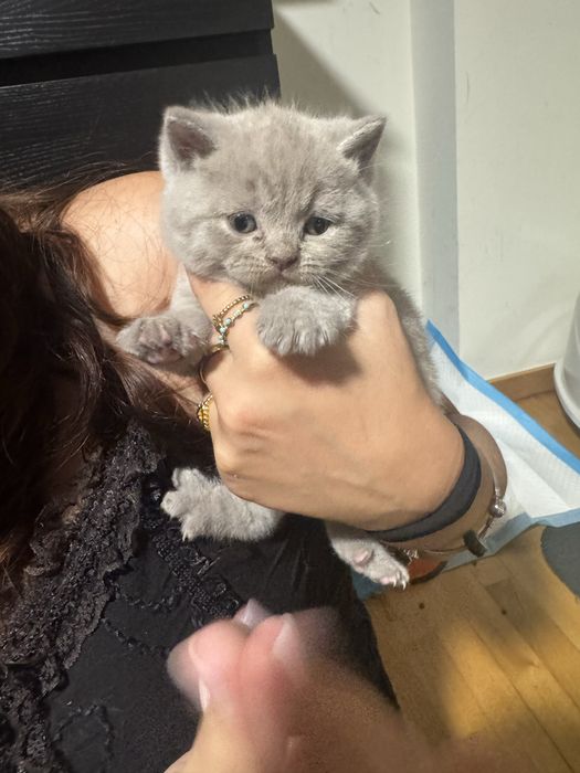 British Shorthair