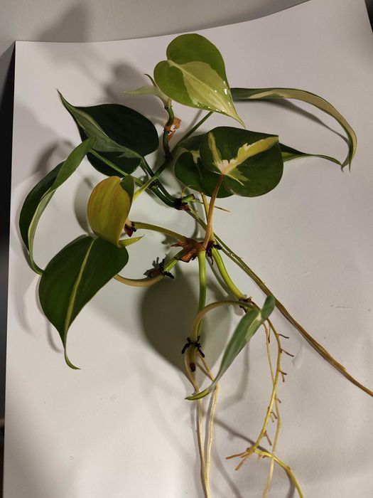 Zestaw Philodendron Rio + Cream Splash