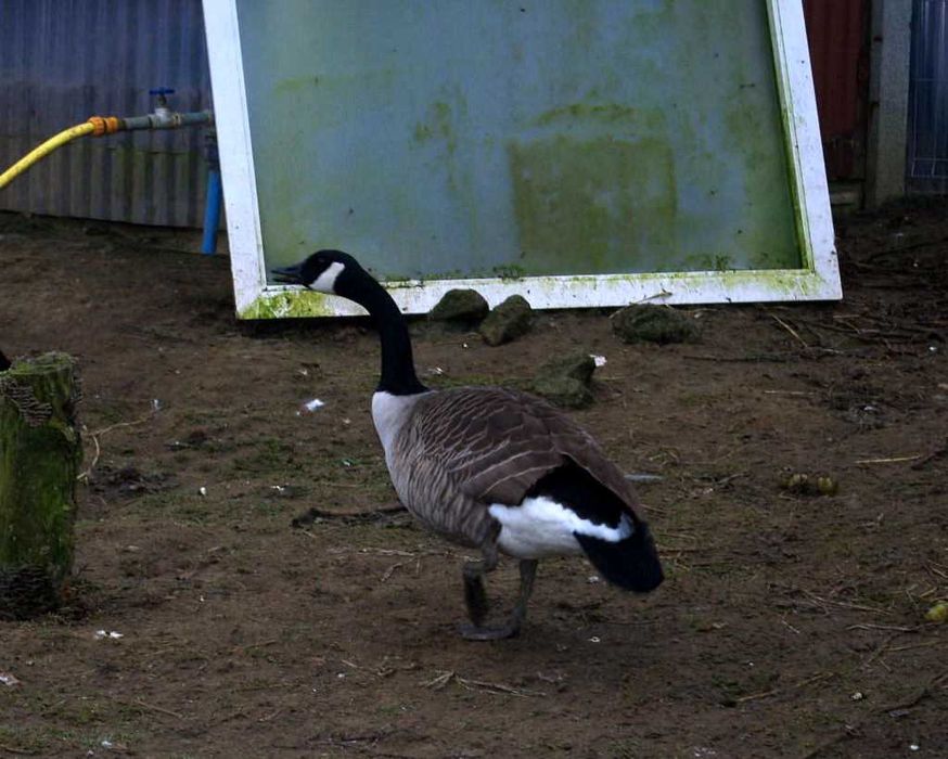 Gęś Bernikla Kanadyjska trzy letnia