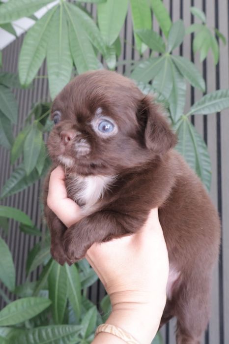 Chihuahua  Mini. Menina de pēlo longo de olhos Verdes . Cabeça maçã perfeita!