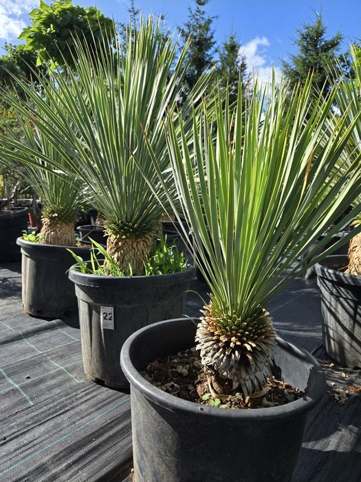 Yucca Rostrata  XL