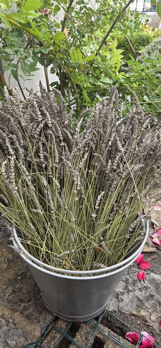 Ramos de Lavanda/alfazema seca