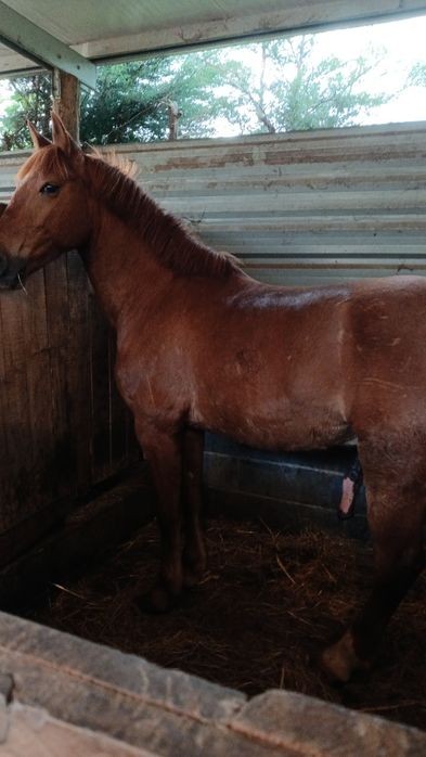 Cavalo Lazao castrado livro verde 8 anos