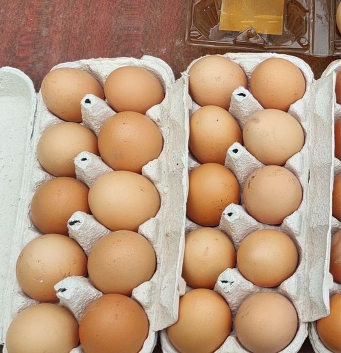 Домашні курячі яйця