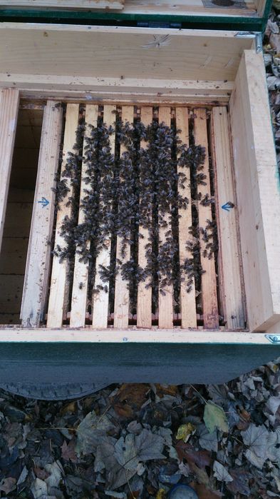 Продам бджолопакет