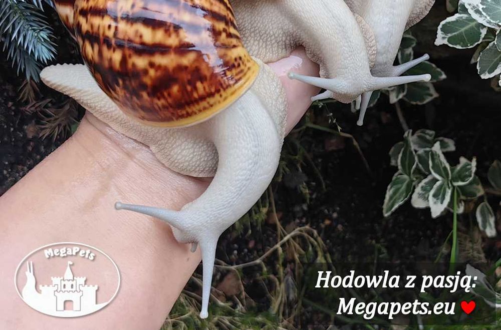 Archachatina marginata ovum silver Ślimaki Lissachatina Achatina Wije