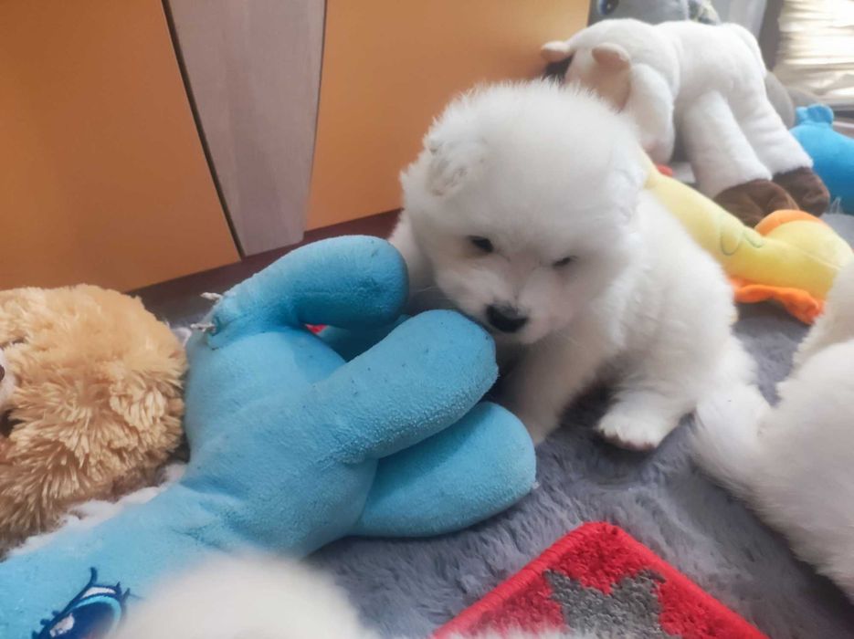 gotowa Samoyed ZKwP badania FCI Samojed DOMOWY