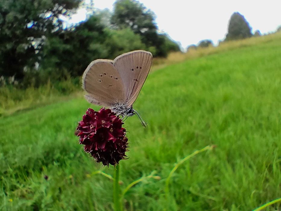 Nasiona kwiatów łąkowych