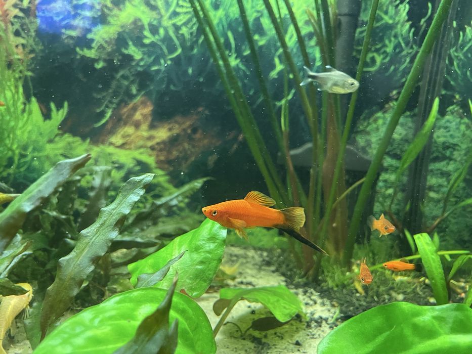 Rybka akwariowa Mieczyk Hellera Albino