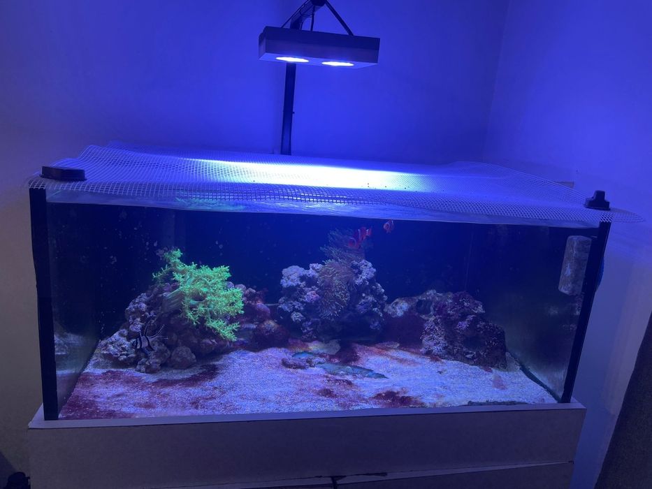 Aquário água salgada completo