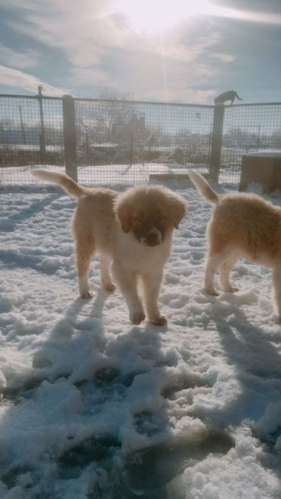 Дівчинка московської сторожової(одна)