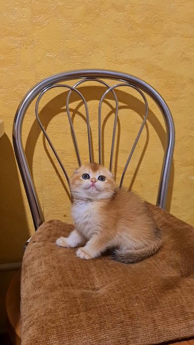 Самая красивая девочка ny12