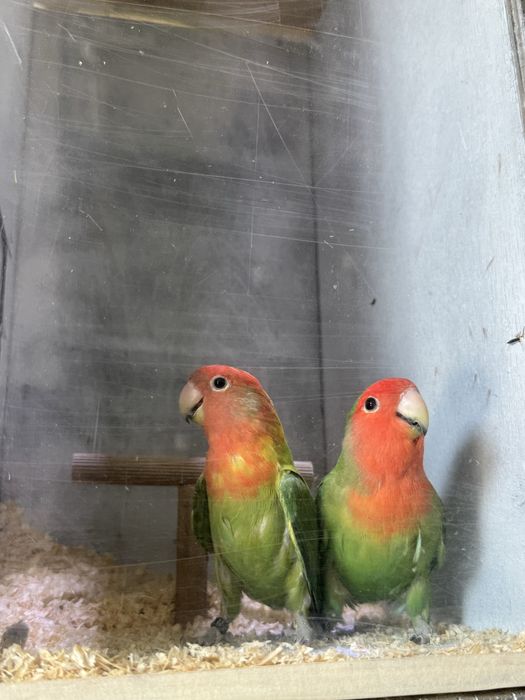 Casal agapornis long