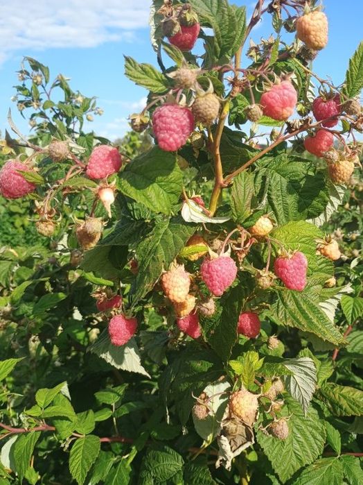 Sadzonka maliny Delniva Poranek Jon Jon