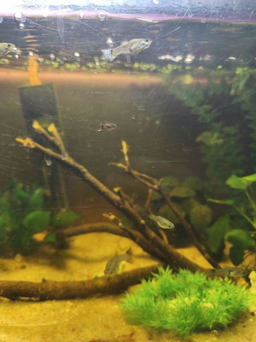 Guppies de várias cores