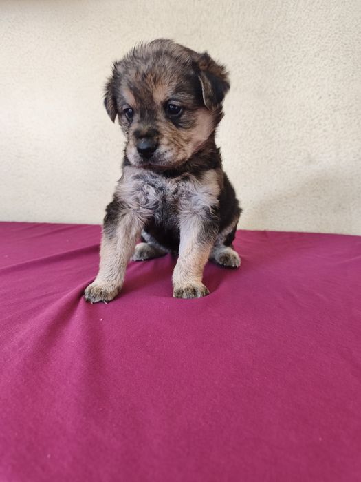 Casal de cães bebés para adoção