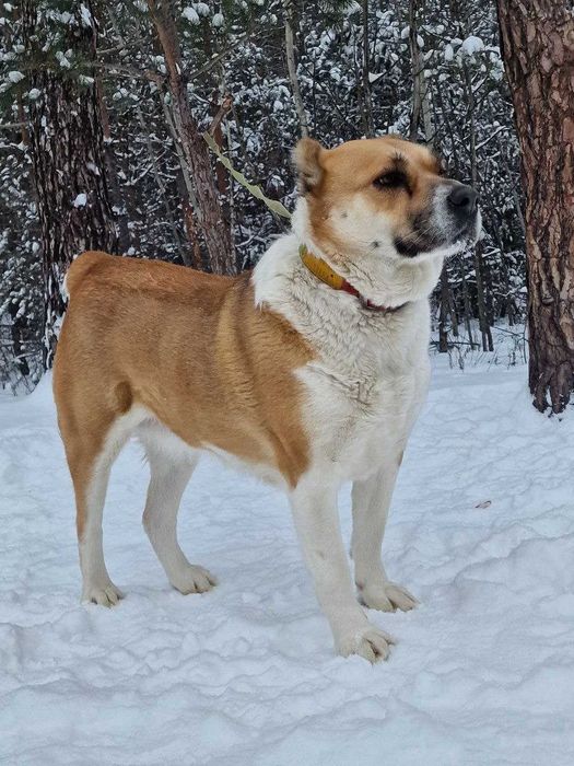 алабайка Ніка у добрі руки