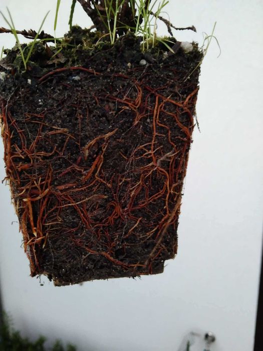 Tuja Szmaragd 25-30cm i 60-75cm