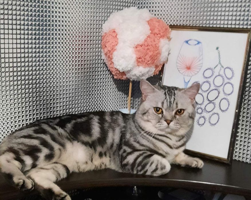 В'язка шотландського котика