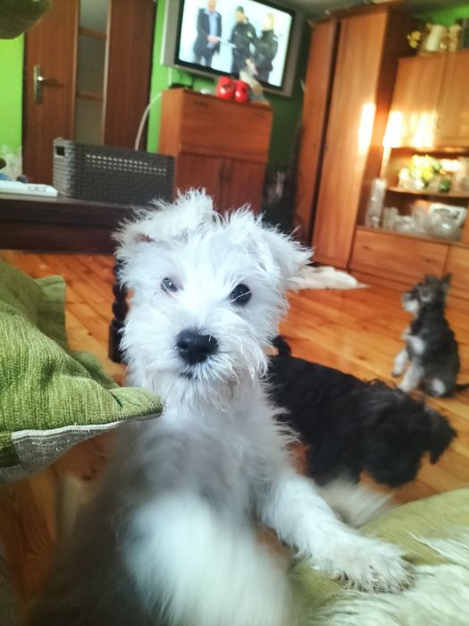 Sznaucer miniaturowy biała suczka