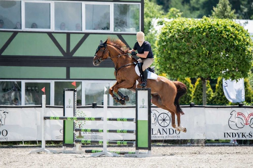 Koń profesor do skoków, rekreacji