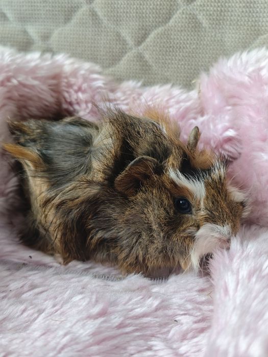 Świnka morska samiec