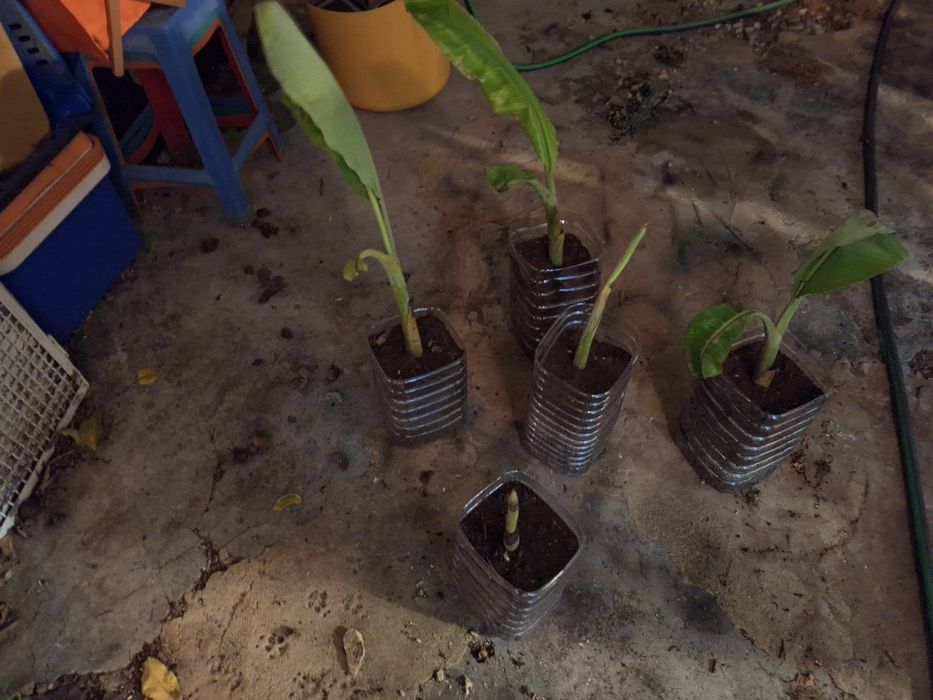 Bananeira para plantar